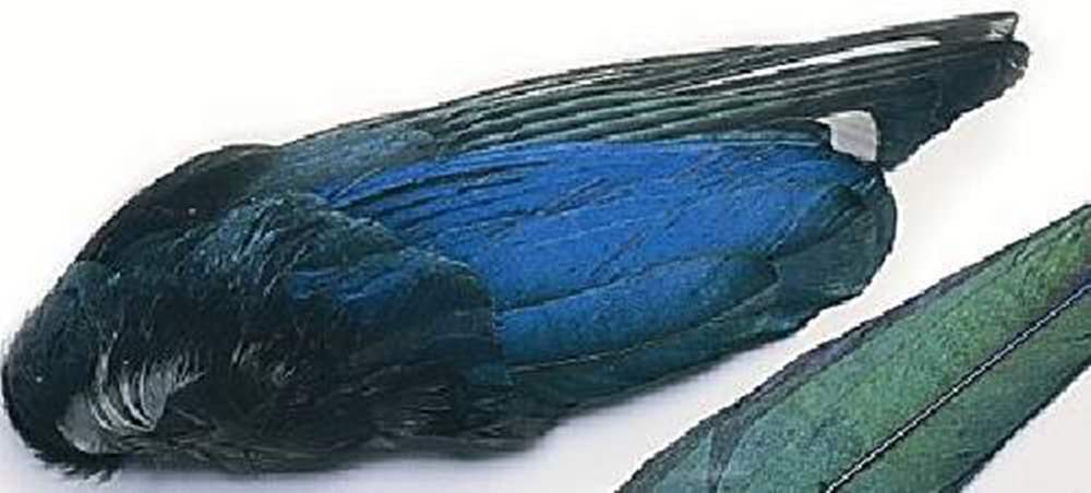 Veniard Magpie Whole Wings