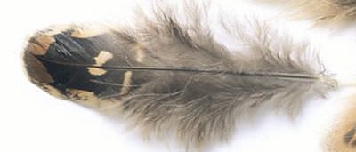 Veniard Hen Pheasant Ringneck Shoulder Feathers Fly Tying Materials
