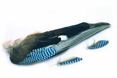 Veniard Jay Whole Wings Fly Tying Materials
