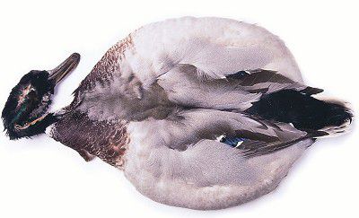 Veniard Mallard Duck Complete Skin Fly Tying Materials