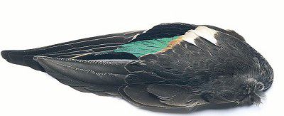 Veniard Teal Duck Wing Pairs Fly Tying Materials