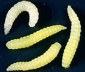 Veniard Firefly Wasp Grubs Glo White Fly Tying Materials