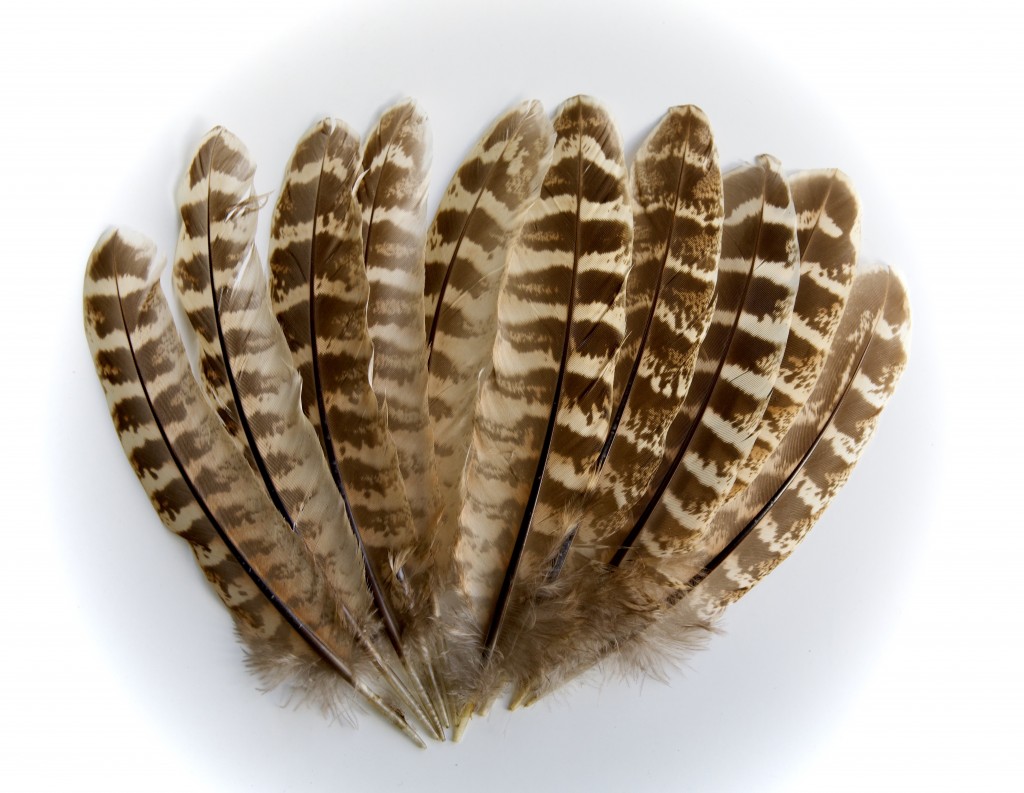 1st class postage 30 Hen Pheasant Wing Quill Feathers 6" 7" UK Sourced 