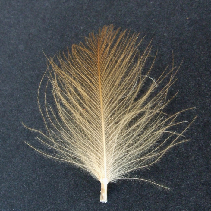 Turrall Cul De Canard Feathers 20 Feathers White Fly Tying Materials