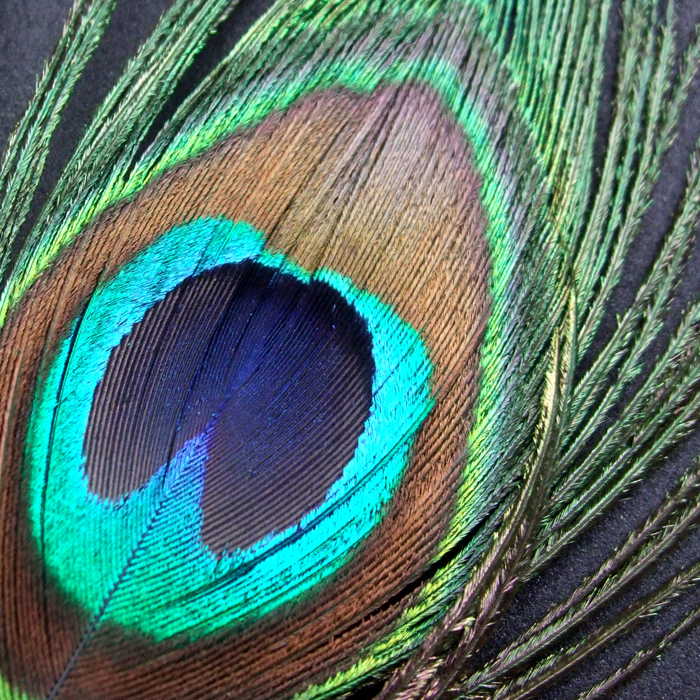 Turrall Peacock Moon (Eye) Fly Tying Materials